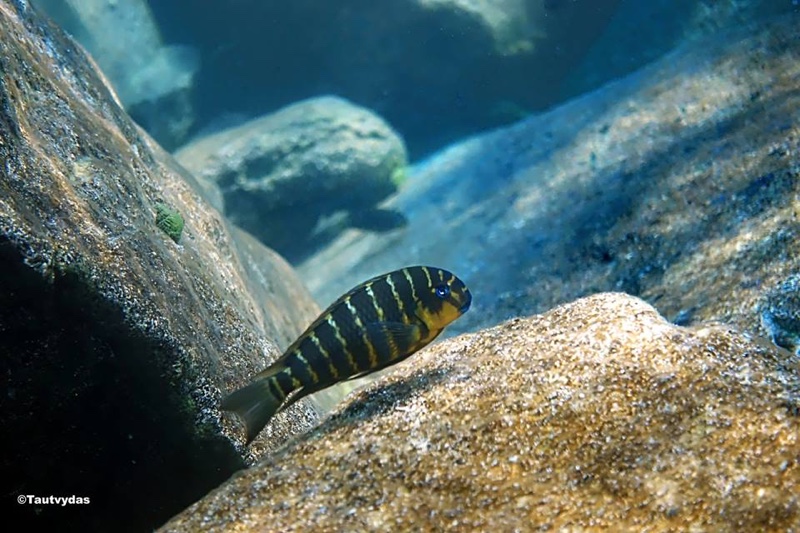 Tropheus sp. 'mpimbwe' Katondo Point